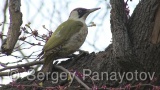 Video of Green Woodpecker - Eurasian Green Woodpecker in spring eating in the forest